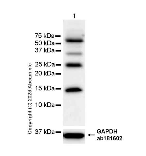 Western blot - Anti-Histone H2A (symmetric di methyl R3)+Histone H4 (symmetric di methyl R3) antibody [EPR27303-14] (AB309354)
