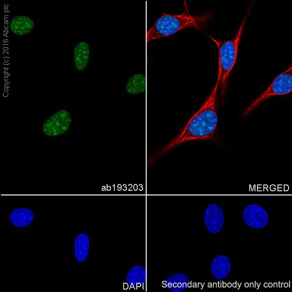 Immunocytochemistry/ Immunofluorescence - Anti-Histone H2A (ubiquityl K119) antibody [EPR19800] (AB193203)