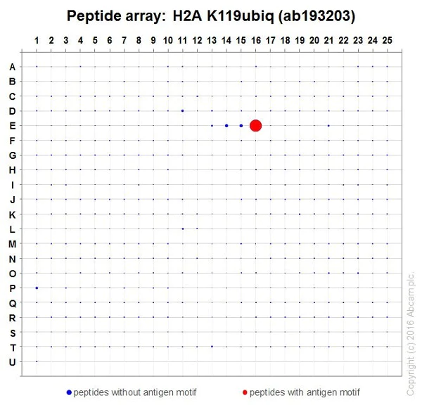 Peptide Array - Anti-Histone H2A (ubiquityl K119) antibody [EPR19800] (AB193203)