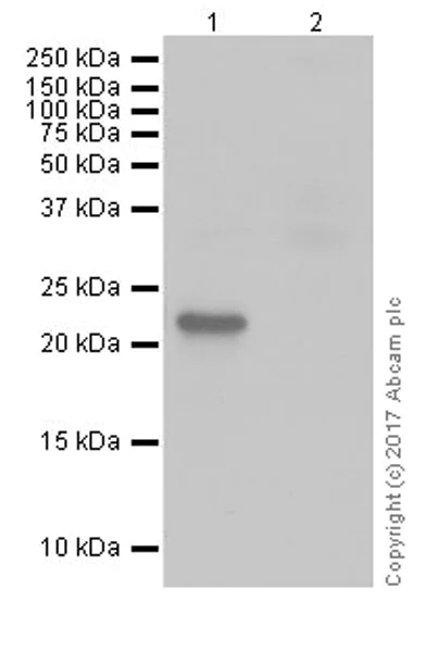 Western blot - Anti-Histone H2A (ubiquityl K119) antibody [EPR19800] (AB193203)