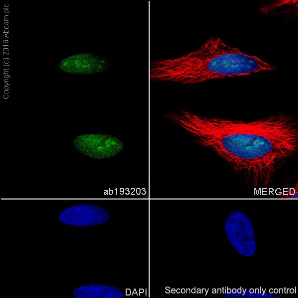 Immunocytochemistry/ Immunofluorescence - Anti-Histone H2A (ubiquityl K119) antibody [EPR19800] - BSA and Azide free (AB240993)