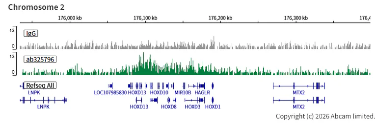 ChIC/CUT&RUN sequencing - Anti-Histone H2A (ubiquityl K119) antibody [EPR28331-576] (AB325796)