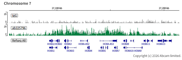 ChIC/CUT&RUN sequencing - Anti-Histone H2A (ubiquityl K119) antibody [EPR28331-576] (AB325796)