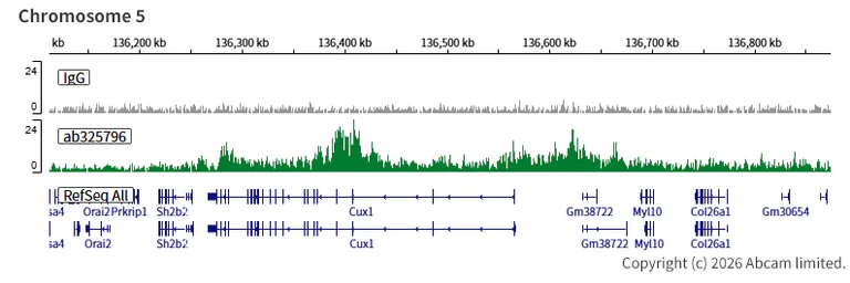 ChIC/CUT&RUN sequencing - Anti-Histone H2A (ubiquityl K119) antibody [EPR28331-576] (AB325796)