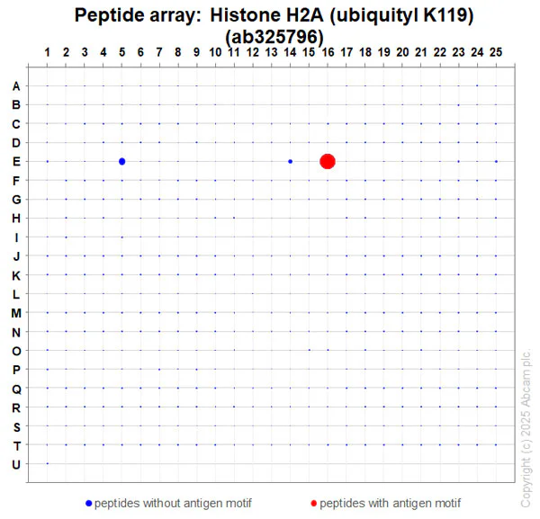 Peptide Array - Anti-Histone H2A (ubiquityl K119) antibody [EPR28331-576] (AB325796)
