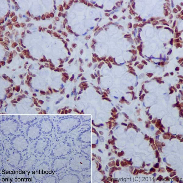 Immunohistochemistry (Formalin/PFA-fixed paraffin-embedded sections) - Anti-Histone H2A.X (acetyl K5) + Histone H2A (acetyl K5) antibody [EPR17589] - ChIP Grade (AB177863)