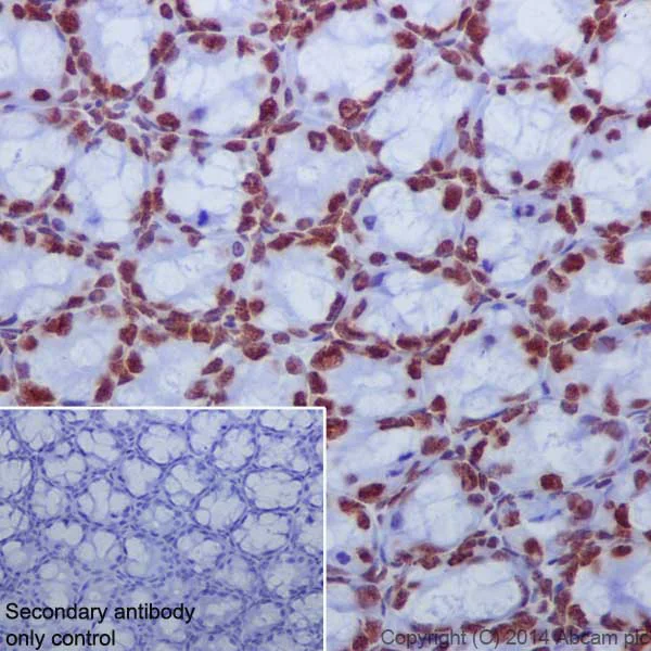 Immunohistochemistry (Formalin/PFA-fixed paraffin-embedded sections) - Anti-Histone H2A.X (acetyl K5) + Histone H2A (acetyl K5) antibody [EPR17589] - ChIP Grade (AB177863)
