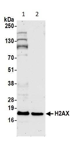 Western blot - Anti-Histone H2A.X antibody (AB11175), expandable thumbnail