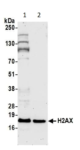 Western blot - Anti-Histone H2A.X antibody (AB11175)