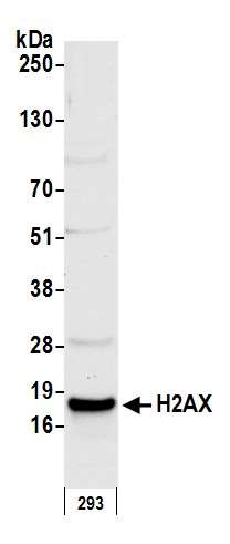 Western blot - Anti-Histone H2A.X antibody (AB11175), expandable thumbnail