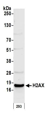 Western blot - Anti-Histone H2A.X antibody (AB11175)