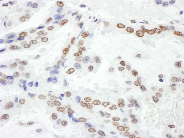 Immunohistochemistry (Formalin/PFA-fixed paraffin-embedded sections) - Anti-Histone H2A.X antibody (AB140498)