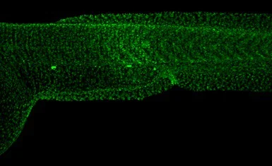 IHC - Wholemount - Anti-Histone H2A.X antibody (AB209980)