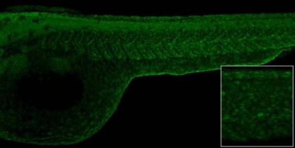 IHC - Wholemount - Anti-Histone H2A.X antibody (AB209980)