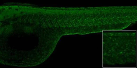 IHC - Wholemount - Anti-Histone H2A.X antibody (AB209980)