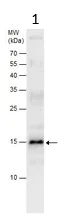 Western blot - Anti-Histone H2A.X antibody (AB209980)