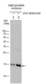 Western blot - Anti-Histone H2A.X antibody (AB209980)