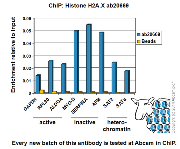 ChIP - Anti-Histone H2A.X antibody - ChIP Grade (AB20669), expandable thumbnail