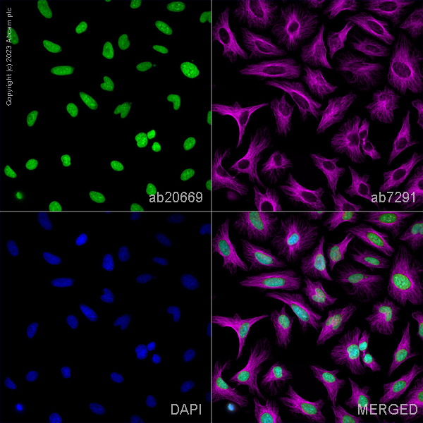Immunocytochemistry/ Immunofluorescence - Anti-Histone H2A.X antibody - ChIP Grade (ab20669), expandable thumbnail