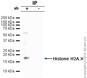 Immunoprecipitation - Anti-Histone H2A.X antibody - ChIP Grade (AB20669), expandable thumbnail