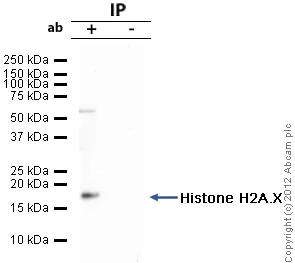 Immunoprecipitation - Anti-Histone H2A.X antibody - ChIP Grade (AB20669)