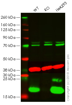 Western blot - Anti-Histone H2A.X antibody - ChIP Grade (AB20669), expandable thumbnail