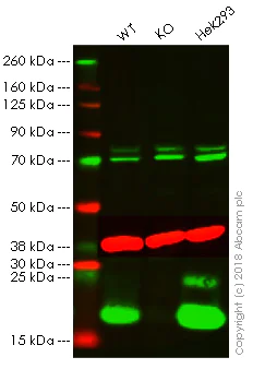 Western blot - Anti-Histone H2A.X antibody - ChIP Grade (AB20669)