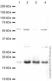 Western blot - Anti-Histone H2A.X antibody - ChIP Grade (ab20669), expandable thumbnail
