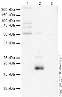 Western blot - Anti-Histone H2A.X antibody - ChIP Grade (AB20669)