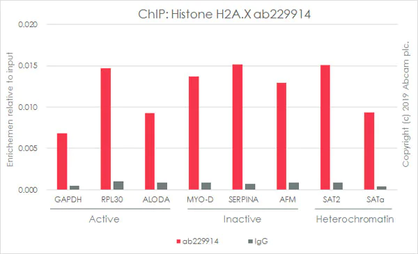 ChIP - Anti-Histone H2A.X antibody [EPR22820-23] - ChIP Grade (AB229914)