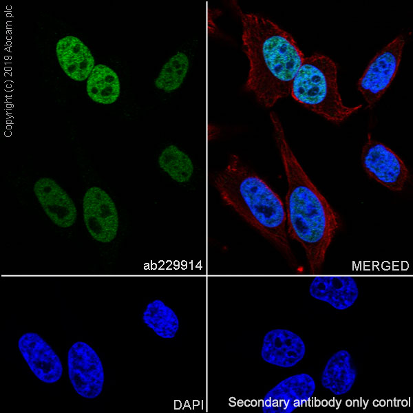 Immunocytochemistry/ Immunofluorescence - Anti-Histone H2A.X antibody [EPR22820-23] - ChIP Grade (AB229914), expandable thumbnail
