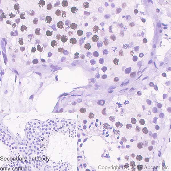 Immunohistochemistry (Formalin/PFA-fixed paraffin-embedded sections) - Anti-Histone H2A.X antibody [EPR22820-23] - ChIP Grade (AB229914), expandable thumbnail