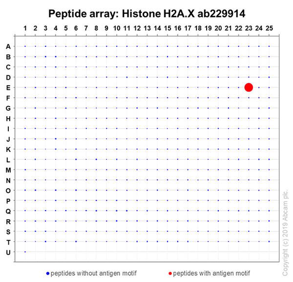 Peptide Array - Anti-Histone H2A.X antibody [EPR22820-23] - ChIP Grade (ab229914), expandable thumbnail