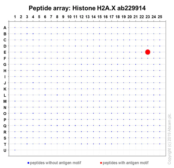 Peptide Array - Anti-Histone H2A.X antibody [EPR22820-23] - ChIP Grade (AB229914)