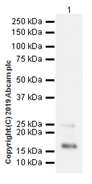 Western blot - Anti-Histone H2A.X antibody [EPR22820-23] - ChIP Grade (AB229914)