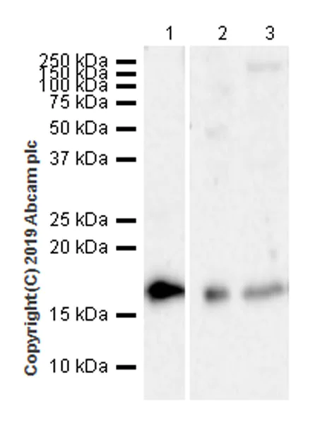 Western blot - Anti-Histone H2A.X antibody [EPR22820-23] - ChIP Grade (AB229914)