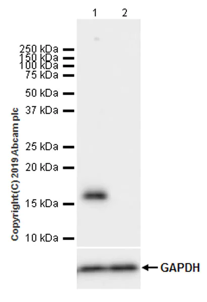 Western blot - Anti-Histone H2A.X antibody [EPR22820-23] - ChIP Grade (AB229914)