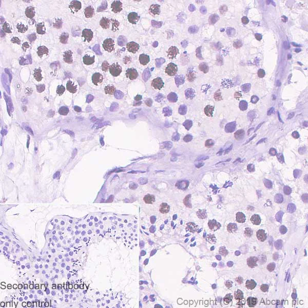 Immunohistochemistry (Formalin/PFA-fixed paraffin-embedded sections) - Anti-Histone H2A.X antibody [EPR22820-23] - ChIP Grade - BSA and Azide free (AB256544)