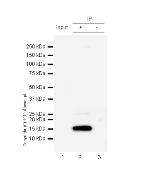 Immunoprecipitation - Anti-Histone H2A.X antibody [EPR22820-23] - ChIP Grade - BSA and Azide free (AB256544)