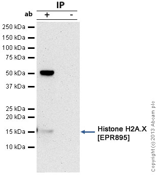 Immunoprecipitation - Anti-Histone H2A.X antibody [EPR895] - BSA and Azide free (AB217838), expandable thumbnail