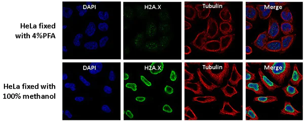 Immunocytochemistry/ Immunofluorescence - Anti-Histone H2A.X antibody [EPR895] - Nuclear Marker (AB124781)