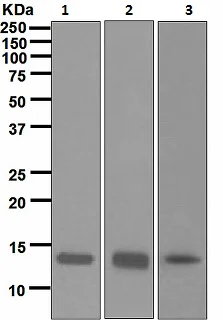 Western blot - Anti-Histone H2A.X antibody [EPR895] - Nuclear Marker (AB124781)