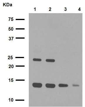 Western blot - Anti-Histone H2A.X antibody [EPR895] - Nuclear Marker (AB124781)