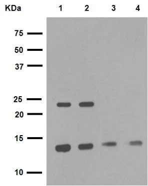 Western blot - Anti-Histone H2A.X antibody [EPR895] - Nuclear Marker (AB124781)