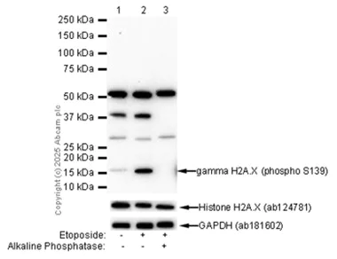 Western blot - Anti-Histone H2A.X antibody [EPR895] - Nuclear Marker (AB124781)
