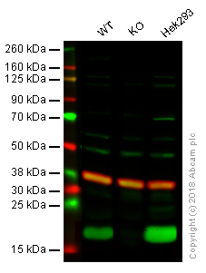 Western blot - Anti-Histone H2A.X antibody - Nuclear Marker (AB10475)