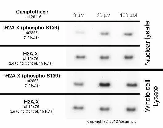 Western blot - Anti-Histone H2A.X antibody - Nuclear Marker (AB10475)