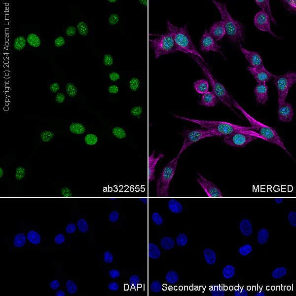 Immunocytochemistry/ Immunofluorescence - Anti-Histone H2A.X antibody [RM1271] (AB322655)