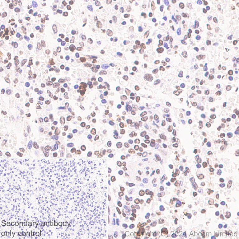 Immunohistochemistry (Formalin/PFA-fixed paraffin-embedded sections) - Anti-Histone H2A.X antibody [RM1271] (AB322655)