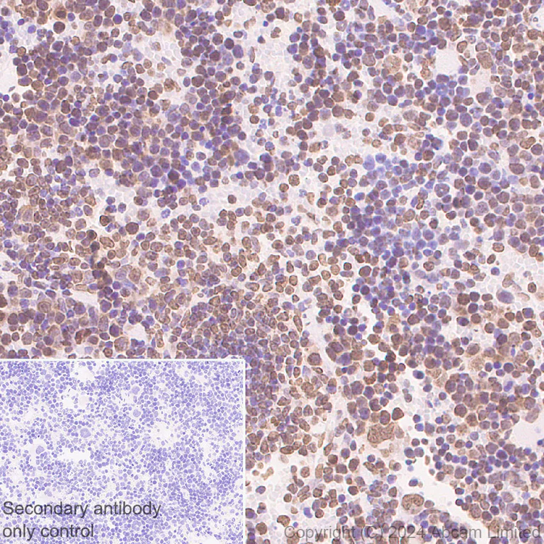 Immunohistochemistry (Formalin/PFA-fixed paraffin-embedded sections) - Anti-Histone H2A.X antibody [RM1271] (AB322655)